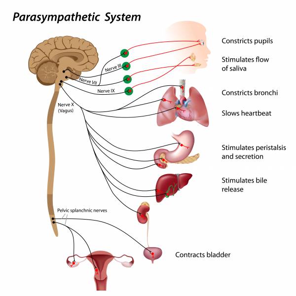 Vagus nerve Daniel Lewis